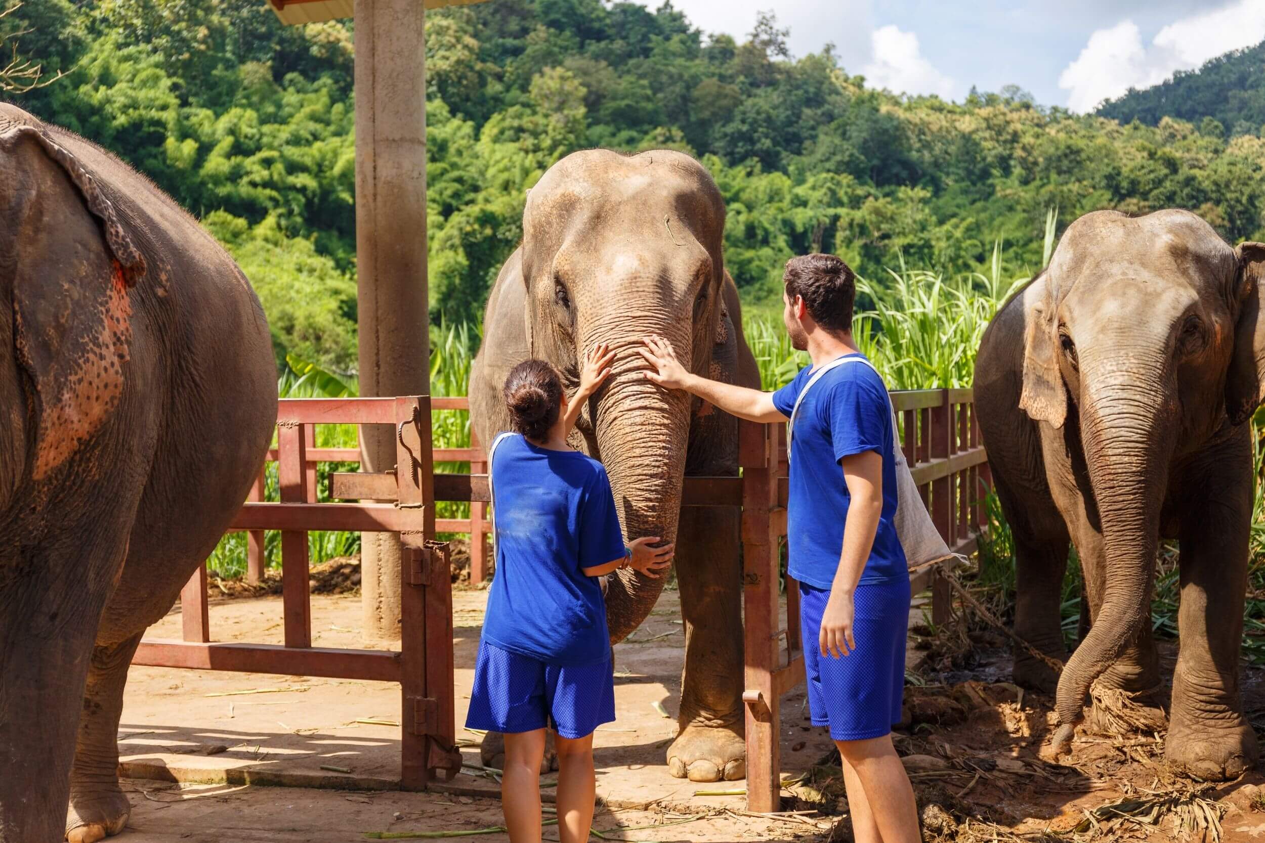 Elephant Sanctuary in Chiang Mai