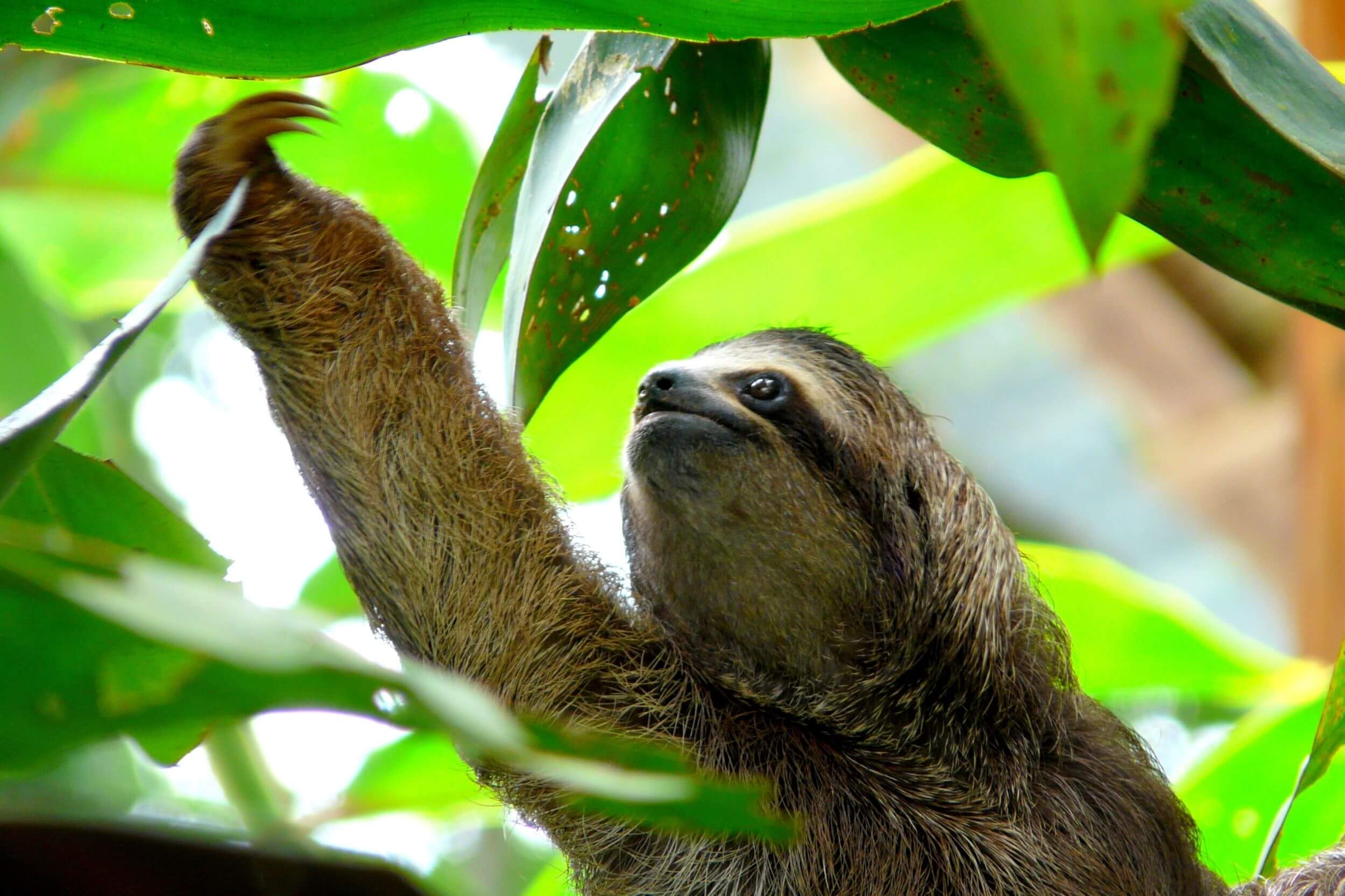 sloth in costa rica