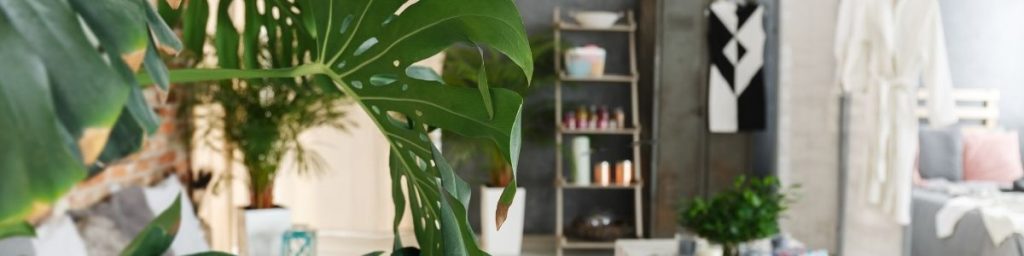 Beijing apartment with plants