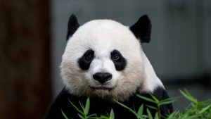 Chengdu Panda